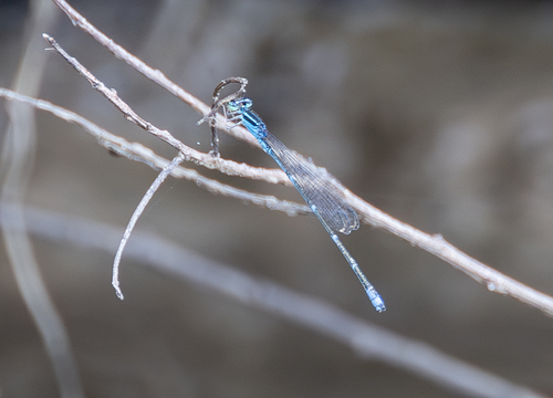 Stream Bluet