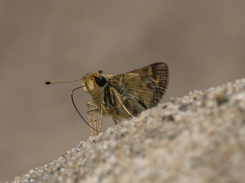Huron Skipper