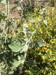 Malacothamnus arcuatus