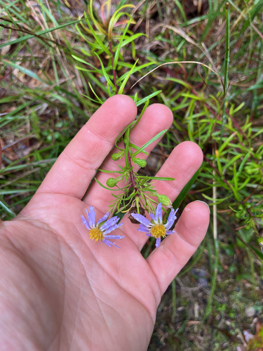 Ionactis linariifolia, photograph 6