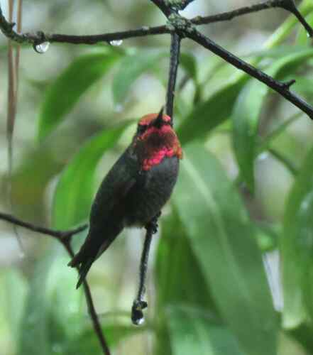Anna's Hummingbird observed by jenpittam