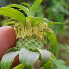 Monarda stanfieldii