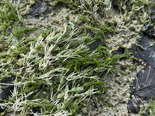 Chara virgata observed 2026-08-31