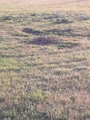 Cynomys ludovicianus