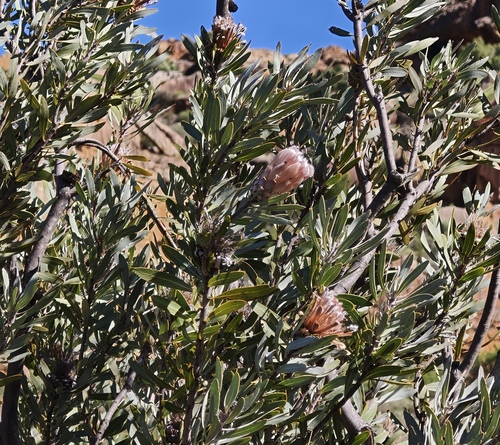 Protea laurifolia, photograph 4