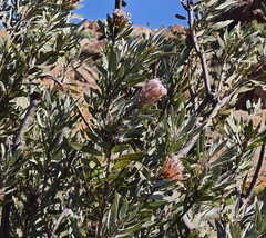 (c) Darren Obbard, some rights reserved (CC BY) Protea laurifolia, photograph (c) Darren Obbard, some rights reserved (CC BY)
