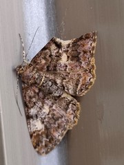 Alcis taiwanovariegata