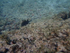 Plectroglyphidodon marginatus