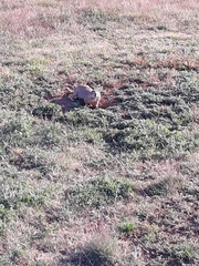 Cynomys ludovicianus