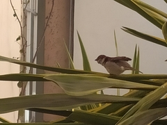 Passer domesticus