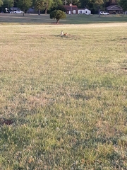 Cynomys ludovicianus