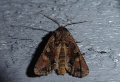 Ichneutica skelloni