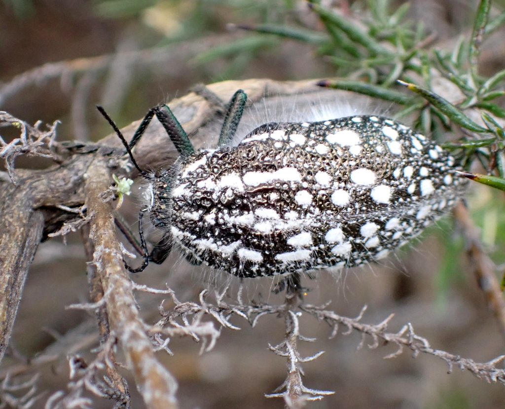 Julodis albomaculata