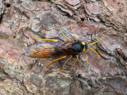 Giant Woodwasp