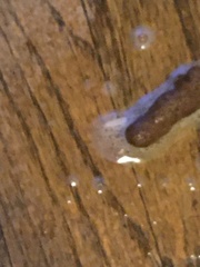 Cestoda