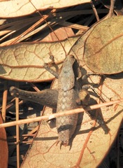 Atlanticus (Atlanticus) gibbosus image