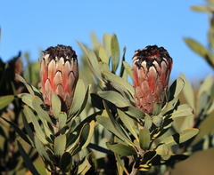(c) Darren Obbard, some rights reserved (CC BY) Protea laurifolia, photograph (c) Darren Obbard, some rights reserved (CC BY)