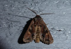 Ichneutica skelloni