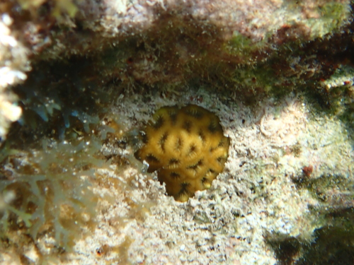 Favia fragum observed 2026-09-01