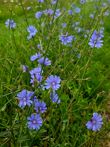 chicory