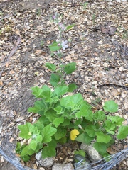 Malacothamnus clementinus