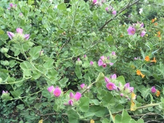 Malacothamnus lucianus