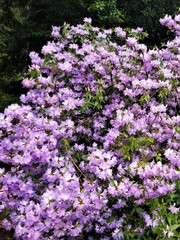 Rhododendron augustinii