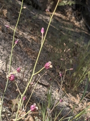 Caulanthus amplexicaulis