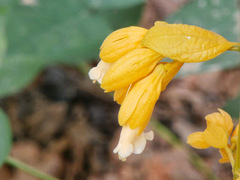 Petraeovitex bambusetorum
