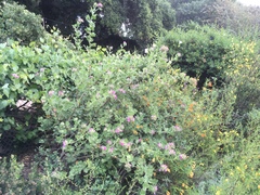 Malacothamnus lucianus