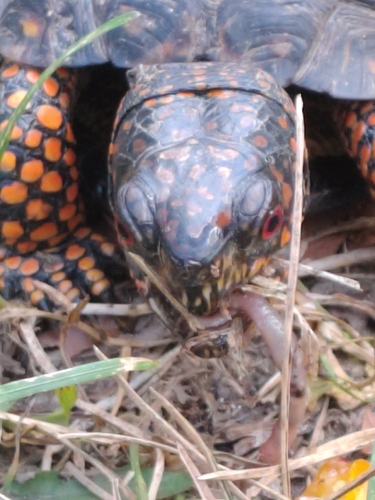 Eastern Box Turtle observed by mikeyjoe