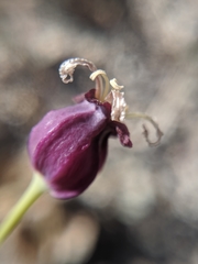 Caulanthus amplexicaulis