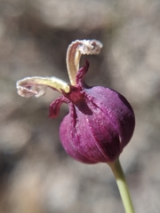 Caulanthus amplexicaulis