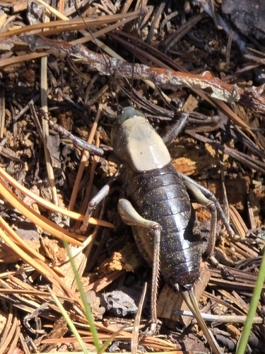 iNaturalist observation photo of Mormon Cricket