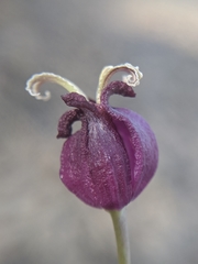 Caulanthus amplexicaulis