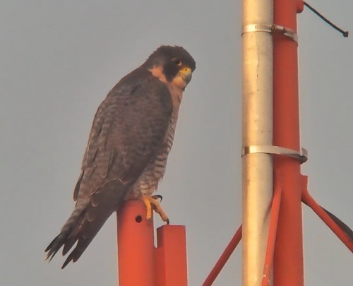 Halcón Peregrino observed by paco_perez