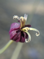 Caulanthus amplexicaulis