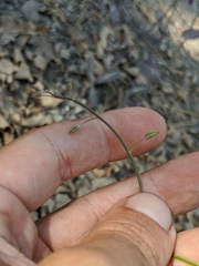 Caulanthus amplexicaulis