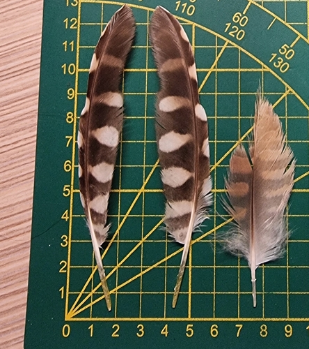 Plume de Chevêche d'Athéna