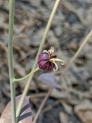 Caulanthus amplexicaulis