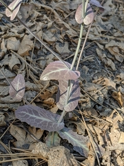 Caulanthus amplexicaulis