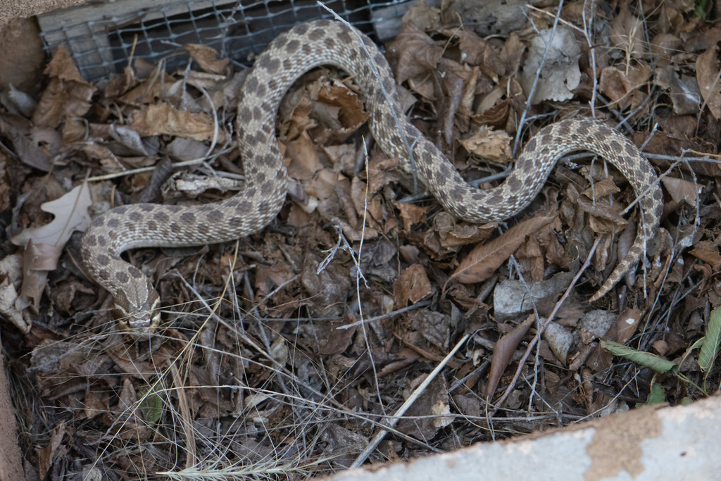 Western hognose snake