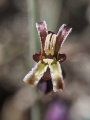 Caulanthus amplexicaulis