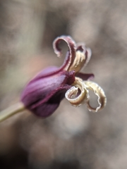 Caulanthus amplexicaulis
