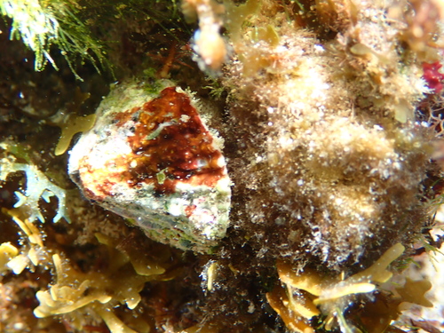 Fissurella nodosa, 2026-09-01