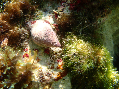 Leucozonia leucozonalis, 2026-09-01