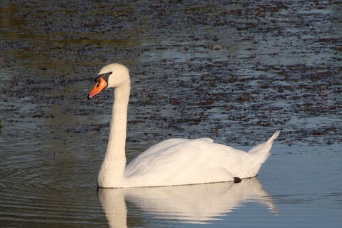 Höckerschwan observed by ap321