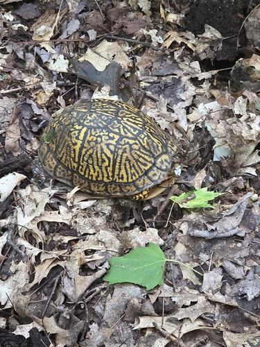 Eastern Box Turtle observed by hikingtrailfungi