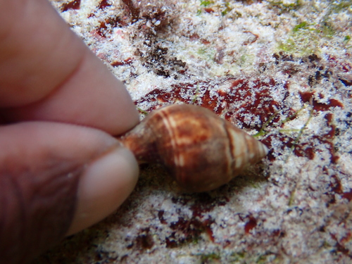 Leucozonia leucozonalis, 2026-09-01