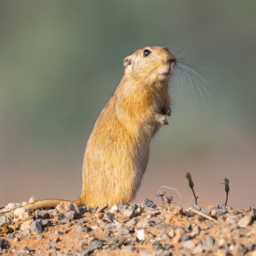 Fat Sand Rat